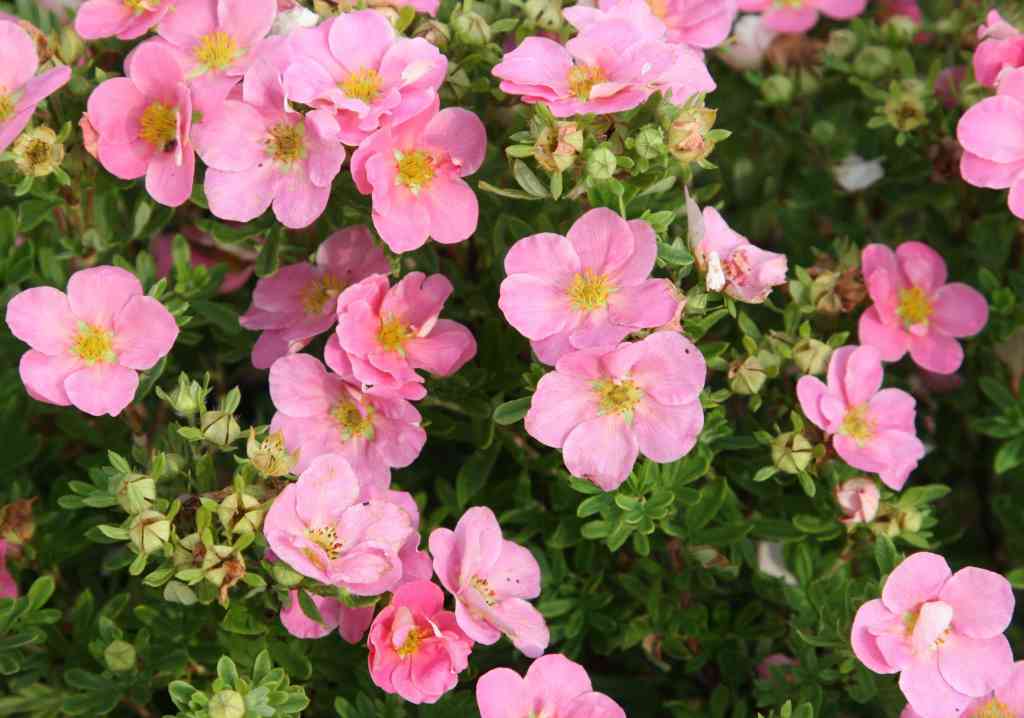 Potentilla fruticosa 'Pink Queen'